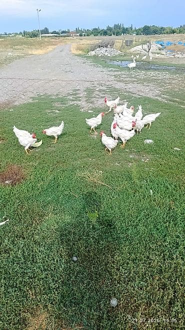Продаю | Куры | Для разведения — 2
