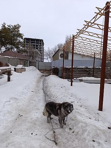 кашар продаю: 7 соток, Для бизнеса, Красная книга — 4