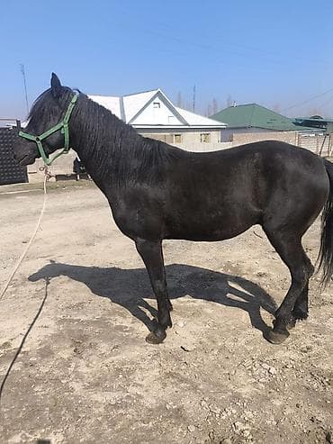 А/ч жаныбарларын сатып алам: Сатам | Байтал | Аргын | Ат спорту — 1