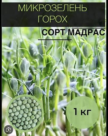 Горох — сорт «Мадрас». - Назначение: выращивание микрозелени и