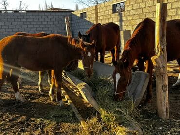 продажа овец: Продаю | Кобыла (самка), Конь (самец), Жеребец | Для разведения — 5