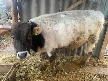 жаны асый: Сатам | Бука (эркек) | Швиц | Бордоп семиртүү үчүн | Асыл тукумдуу — 3