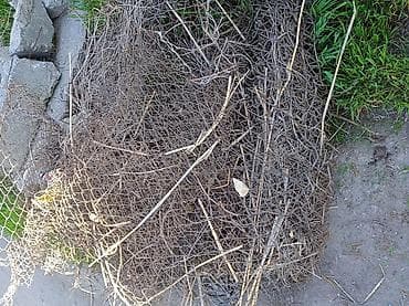 железный заборы: Отдам даром Сетка-рабица (металлическая), в разобранном/смотанном — 1