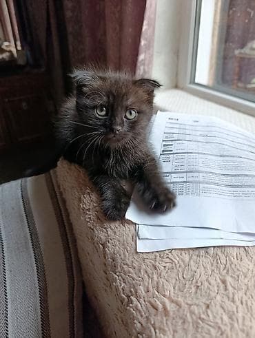 Кошки: Скотиш Фолд (Шотландская вислоухая), 2 месяца, Девочка — 8