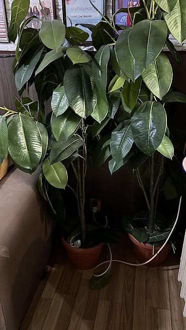 обмен на комнатные цветы: 🌿 СРОЧНО ПРОДАЮ деревья и пальма 🌿 Продаю: • 2 искусственных дерева 🌳 — 5