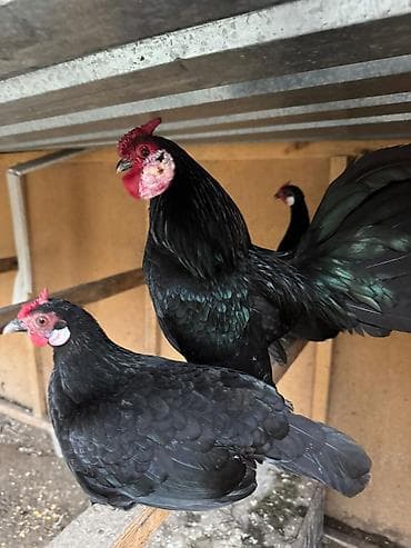 Продаю | Куры, Петух