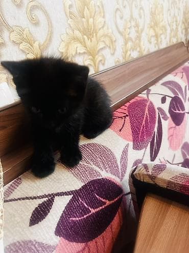 сөөл жан: Очаровательный чёрный котёнок - Окрас: угольно‑чёрный, с бархатной — 9