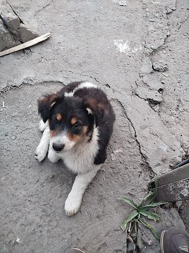 дрессировка собак бишкек: Щенки смешанных пород Описание: - Милые щенки среднего — 3