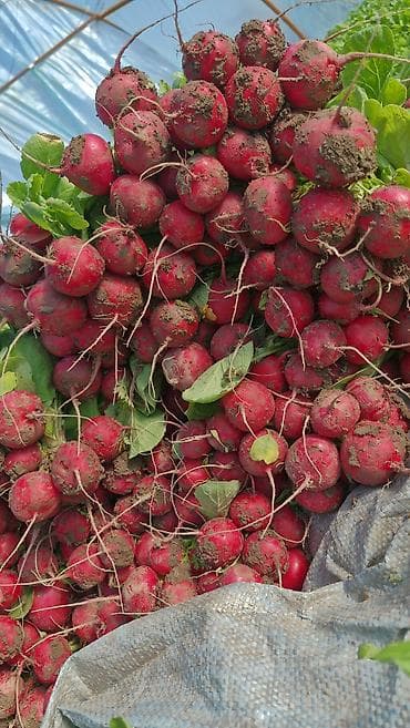 томатный соус: Редиска красная, круглая, с ботвой. Свежий урожай из теплицы — 1