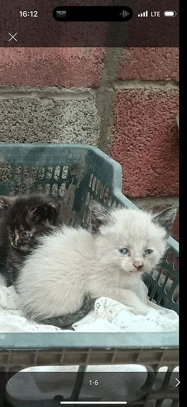 сколько стоит котята: Котята, помёт разноокрасочный. котятам один месяц. Готовы сделать вашу — 9