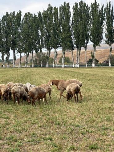 продам козу дойную: Продаю | Овца (самка) | Для разведения | Ярка — 3