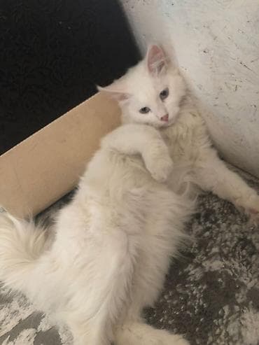 бенгалы котята: 8 месяцев, Мальчик, Приучена к лотку — 3