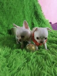 Чихуахуа, 2 месяца, Самец, С прививкой, С родословной