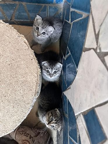 котята пародистые: Отдаю в добрые руки!Шатландских вислоухих котята Котята приручены к — 4