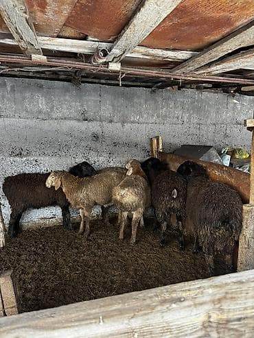 Продаю | Овца (самка) | Для разведения | Ярка