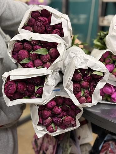 бутон: ПИОНЫ ОПТОМ Свежие бутоны Цена договорная Цвета: розовый, белый — 5