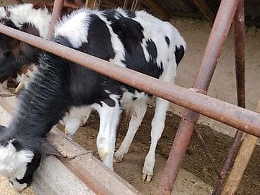 кыргыз довот ит: Сатам | Музоо | Аргын | Бордоп семиртүү үчүн | Байланган — 6