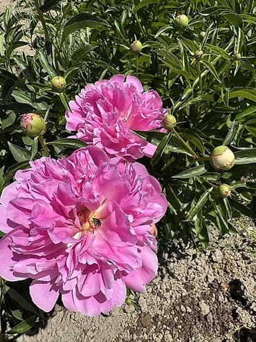 торф цена бишкек: Пионы большом количестве звоните — 3