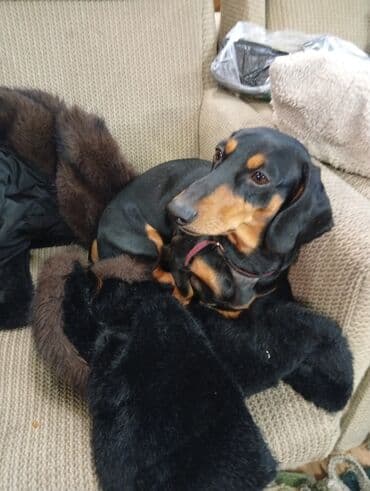 куплю щенка хаски: Красавчик такса ищет пару 0.5.5.1.5.1.0.8.1.0 — 3