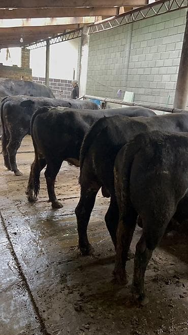 телка голштин: Продаю | Бык (самец) | На откорм | Привязанные — 3