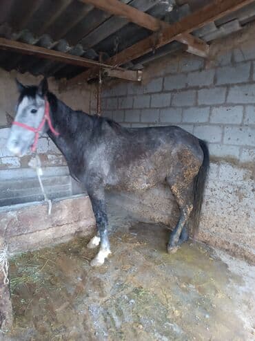 абиссинский кот: Продаю | Кобыла (самка) | Для разведения, Для молока, Рабочий — 6