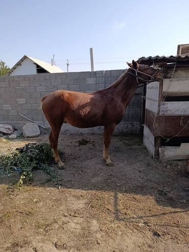 купить собаку шпица недорого: Продаю | Конь (самец) — 7