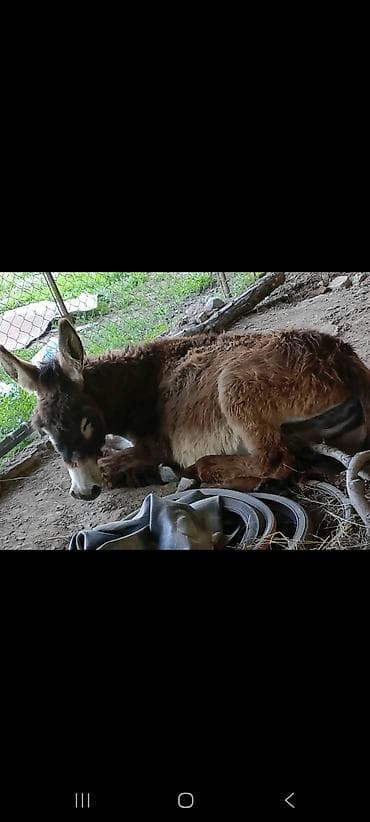 gps трекер для коров: Продаю | Кобыла (самка) | Дончак | Для разведения — 4