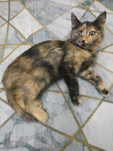 домик для кошек: Кошка даром: Беспородная, 3 месяца, Девочка, Приучена к лотку, Проглистована — 5