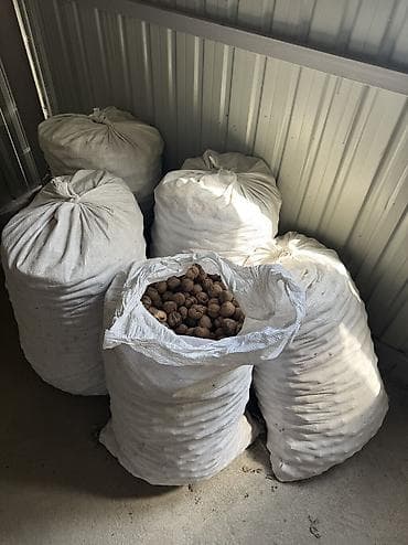Продукты питания: Срочно продаю орехи 5 мешков по 20сом самовывоз — 1