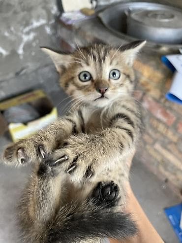 кошки пушистые: Пушистые котята - Описание: ласковые домашние малыши, на фото — два — 3