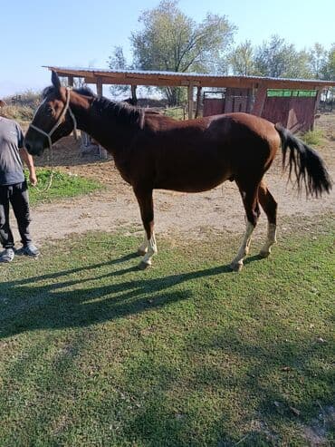 кой кыркыч: Продаю | Конь (самец) — 7