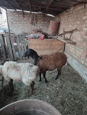 Аквариумы: Продаю | Овца (самка) | Для разведения | Матка — 3