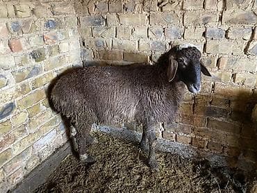 саман кант: Продаю | Баран (самец) | Полукровка | Для разведения, Для шерсти, На забой — 5