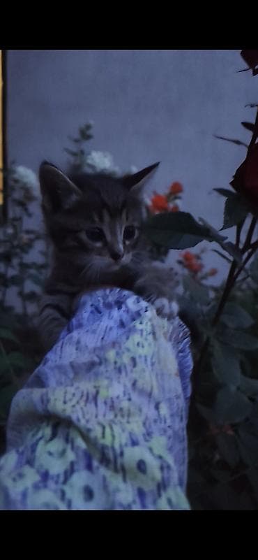 домашние питомцы купить: Отдаём котят в добрые руки, родились 27 апреля, мама крысалов — 7
