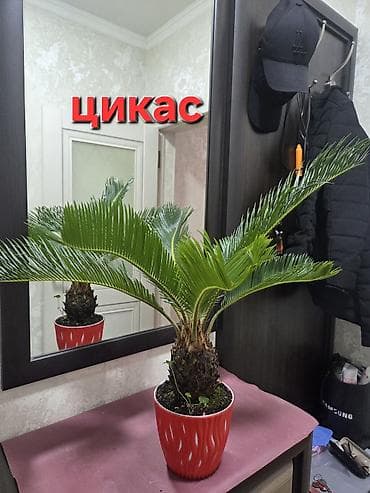 кактус игрушка повторюшка бишкек: Кашпо с мини-композициями из кактусов и суккулентов - Живые кактусы в — 10