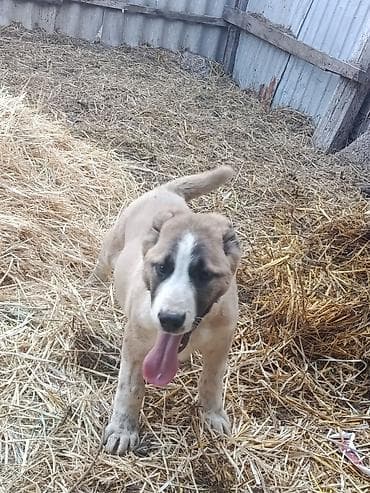 кунажын бишкек: Щенок крупной пастушьей породы (тип алабай/среднеазиатский овчарочный — 1