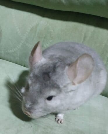 Шиншилла, окрас стандарт серый. - Домашний декоративный грызун с