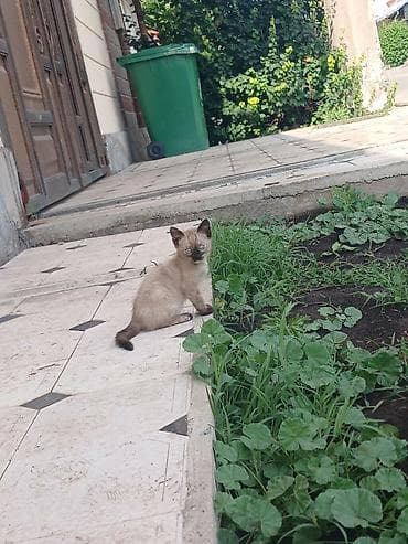 котята рыжие: Кошка даром: Сиамская, 3 месяца, Девочка, Приучена к лотку — 4