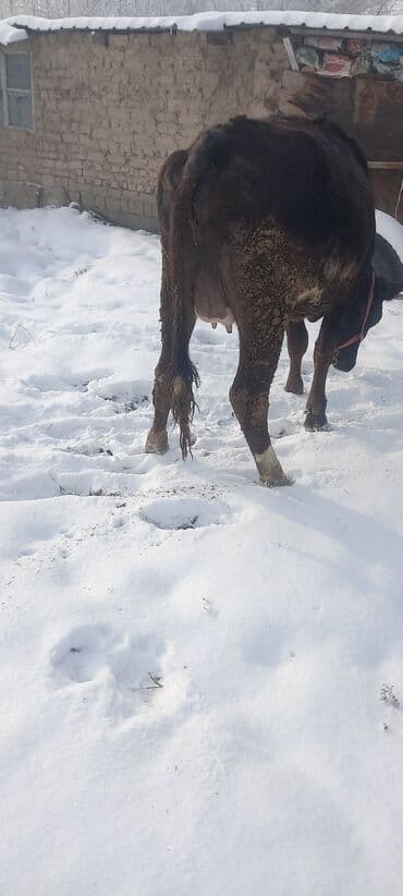 лошадь кабыла: Продаю | Тёлка | Швицкая | Для молока | Стельные — 4