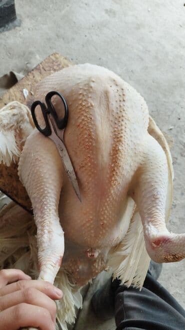 продаю перец: Индюк :, Платная доставка — 3