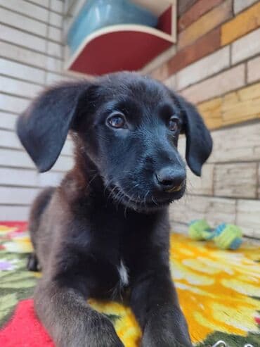 кокер спаниель бишкек: Мальчик ищет дом. Привезём сами. Дважды привит — 3