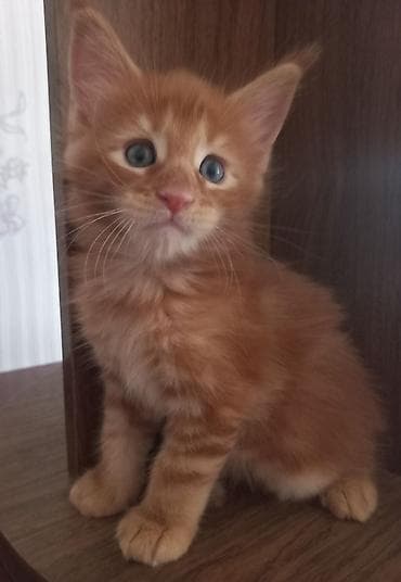 кошка мейкун: 🐾🐈Предлагаются к ранней брони очаровательные котята мейн-кун — 1