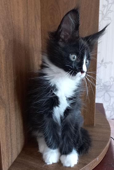чёрные котята: 🐾🐈Котята мейн-кун готовы к переезду! Отличный помёт с шикарными — 4