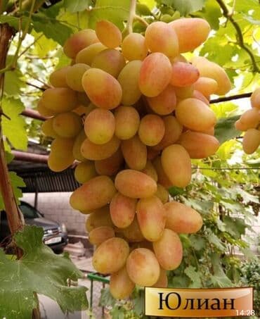 дом кочкор: Дом, 70 м², 4 комнаты, Агентство недвижимости, Косметический ремонт — 14