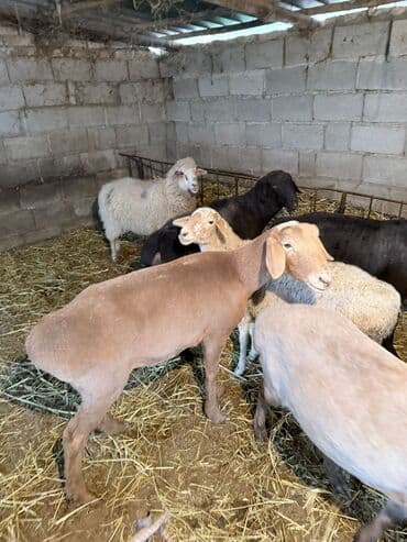 продажа щенков немецкой овчарки с документами в бишкеке: Сатам | Ургаачы кой (ургаачы) | Союуга, Көбөйтүү үчүн | Ургаачы, Токту — 7