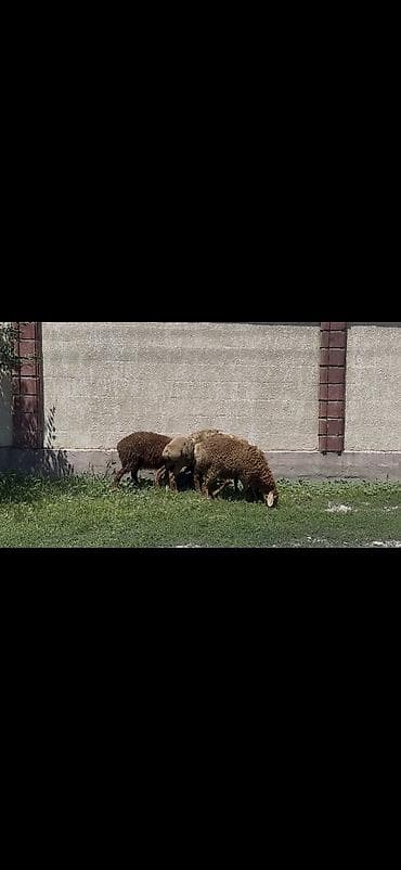 морской аквариум купить: Продаю | Овца (самка), Ягненок | Арашан | Для разведения | Ярка — 4