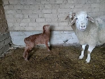 Аквариумдар: Сатам | Ургаачы кой (ургаачы) | Көбөйтүү үчүн | Ургаачы — 2