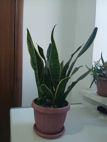 сокулук малина: Большой выбор Сансиеверии от 200 сомв — 3