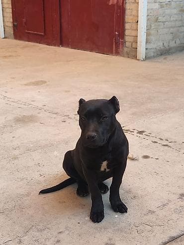 Услуги ветеринара: 5 месяцев, Самец, С прививкой — 2