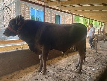 охотничая собака: Продаю | Бык (самец) | Для разведения | Племенные — 7